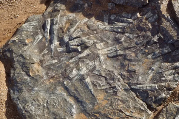 Flora y fauna: una odisea natural por los paisajes de Marruecos Flora y fauna: una odisea natural por los paisajes de Marruecos