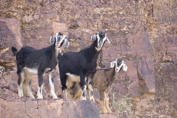 Formaciones extraordinarias, nómadas y pastores en las montañas del Saghro Formaciones extraordinarias, nómadas y pastores en las montañas del Saghro