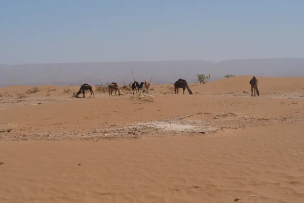 Flora y fauna: una odisea natural por los paisajes de Marruecos Flora y fauna: una odisea natural por los paisajes de Marruecos