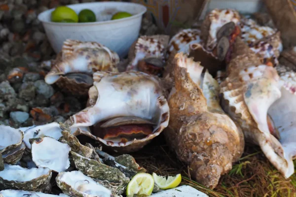 Un viaje a través de una vida dedicada al mar: Exploración y disfrute costero Un viaje a través de una vida dedicada al mar: Exploración y disfrute costero
