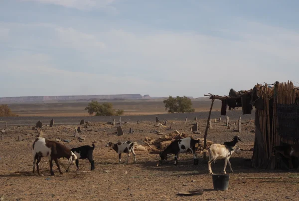 Vida nómada, dunas y vida salvaje: un safari que trasciende lo convencional