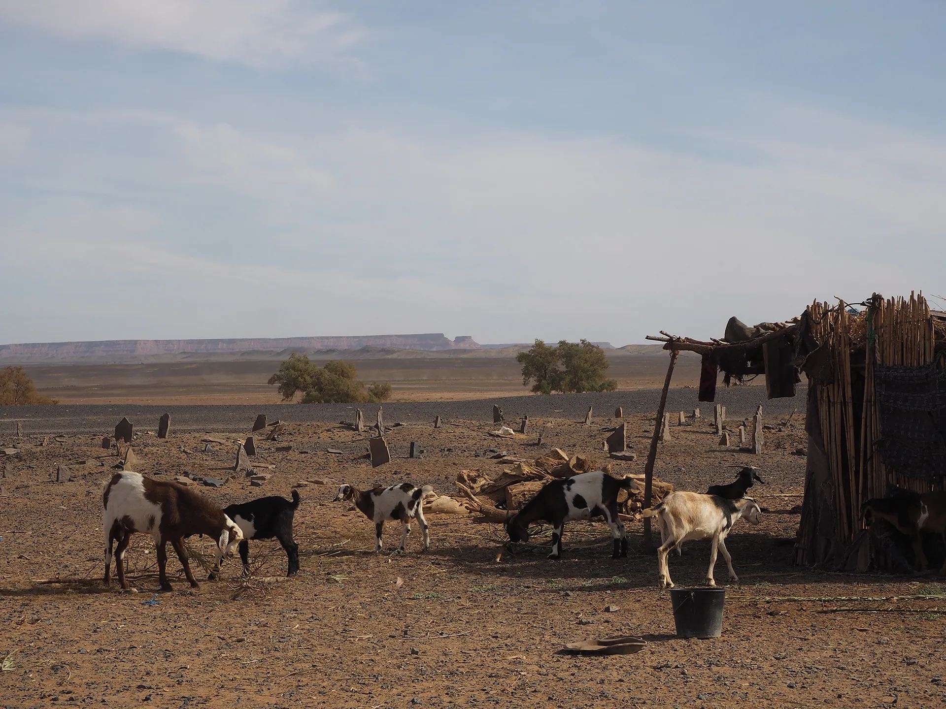 Vida nómada, dunas y vida salvaje: un safari que trasciende lo convencional